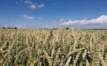 EU drängt auf mehr Unterstützung bei Weizenexporten aus Ukraine
